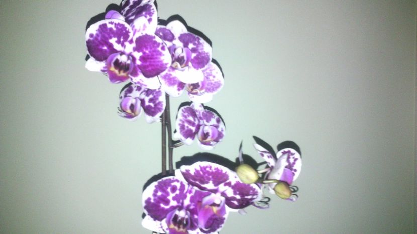  - Orhideea 2014-2018