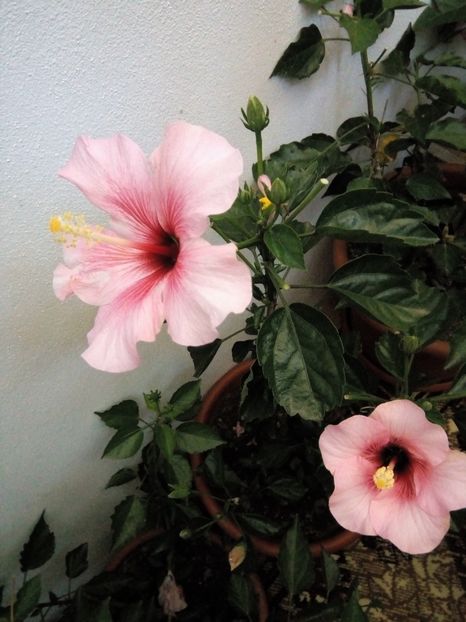  - Hibiscusi