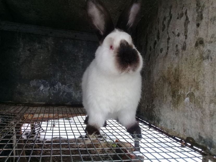 3d729b8b49fae8e98b346a4d965c42fc - Achizitii