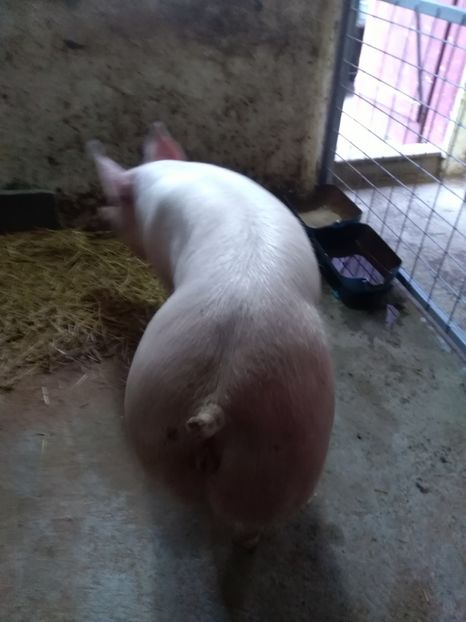  - Achiziție noua 06 03 2018