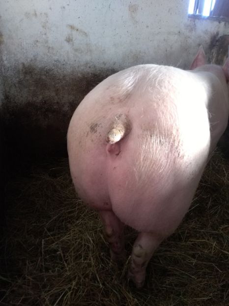  - Achiziție noua 06 03 2018