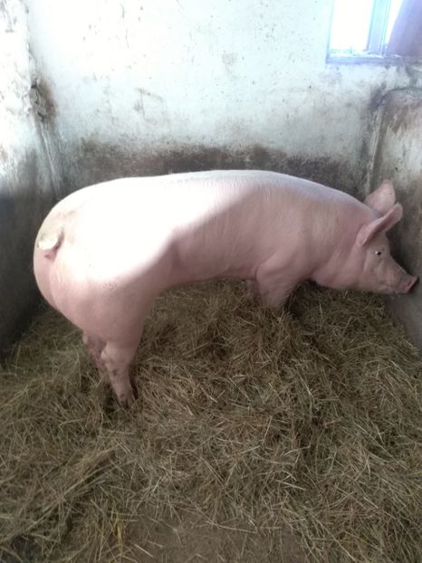  - Achiziție noua 06 03 2018