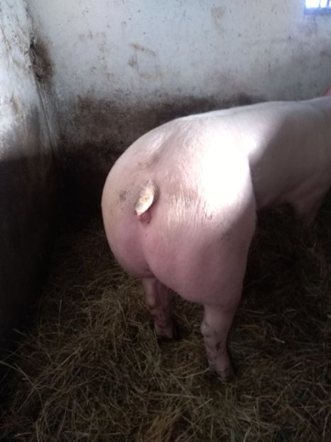  - Achiziție noua 06 03 2018