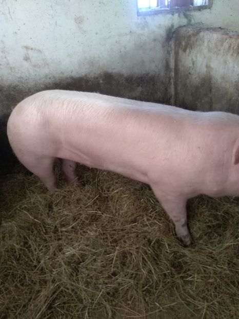  - Achiziție noua 06 03 2018