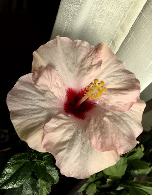 Adonicus Pearl - Hibiscusi 2018