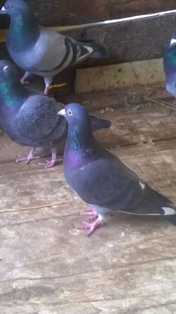 din matca - Porumbei