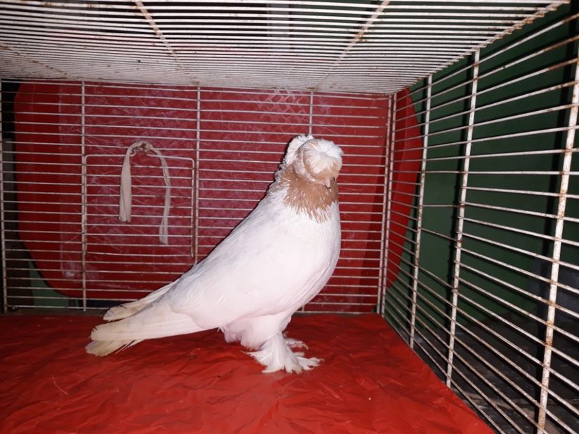  - jucatori de botosani