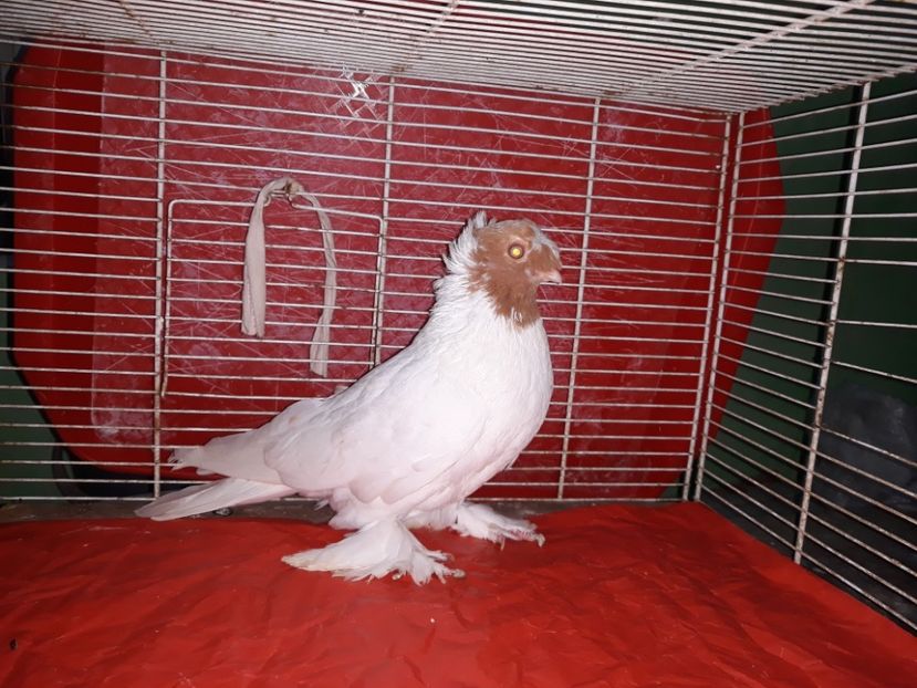  - jucatori de botosani