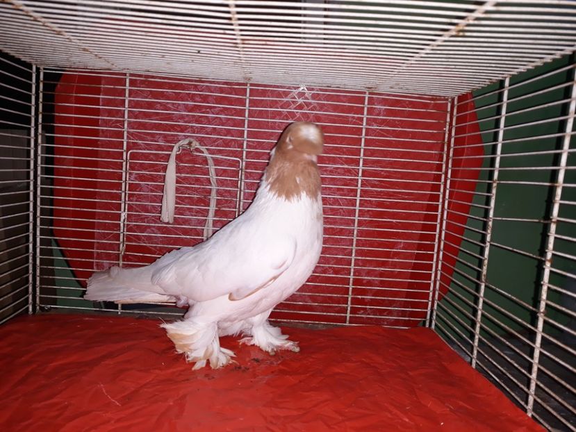  - jucatori de botosani