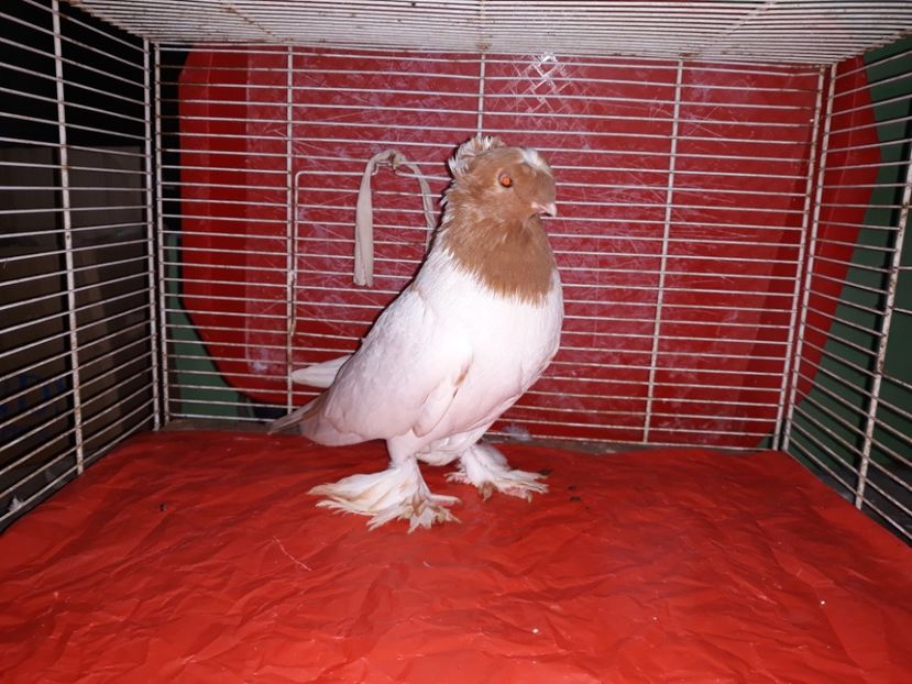  - jucatori de botosani