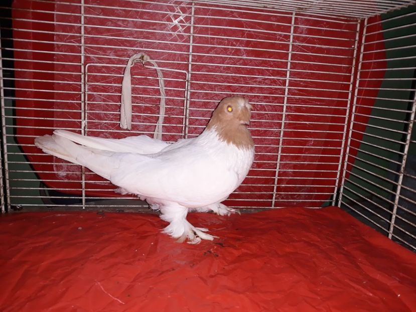  - jucatori de botosani