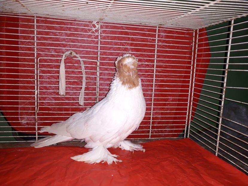  - jucatori de botosani