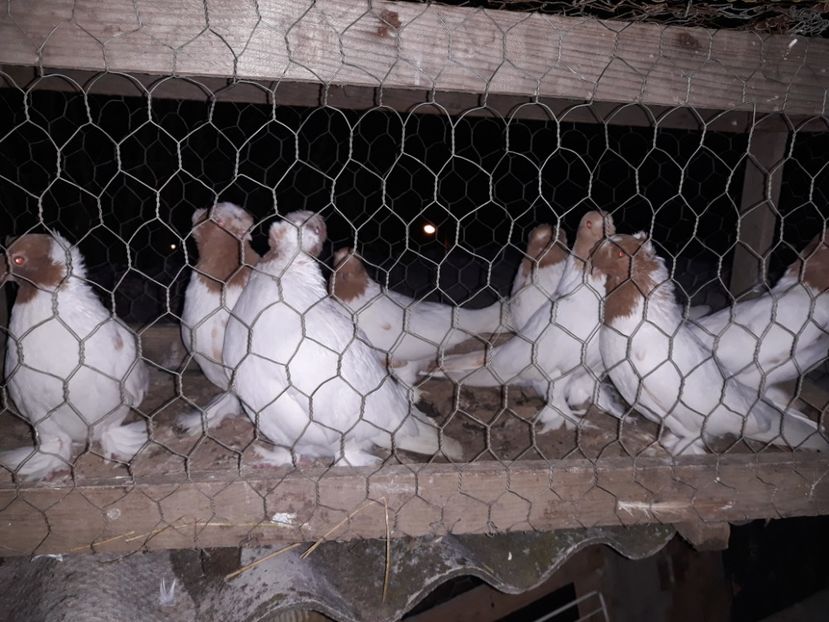  - jucatori de botosani