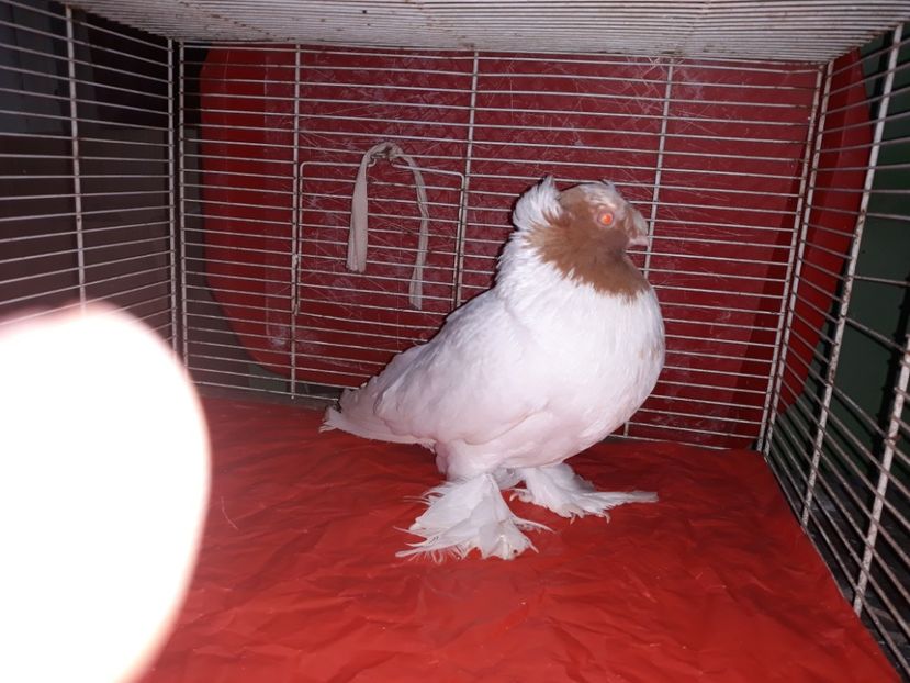  - jucatori de botosani