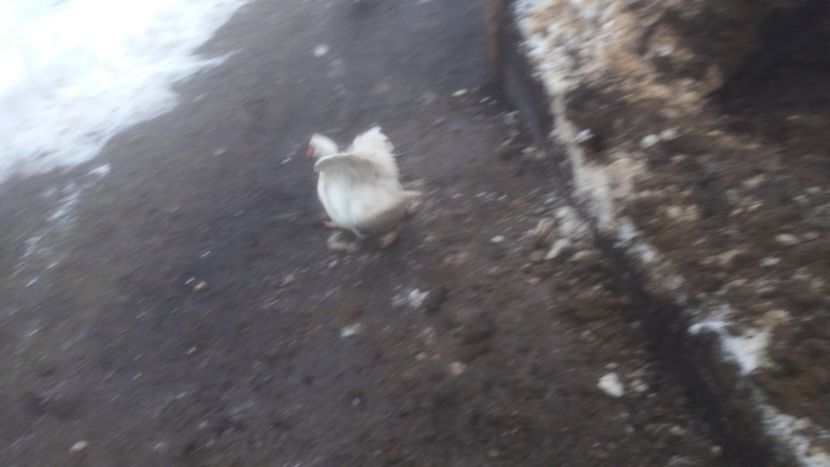  - 01 - Matca pentru 2018