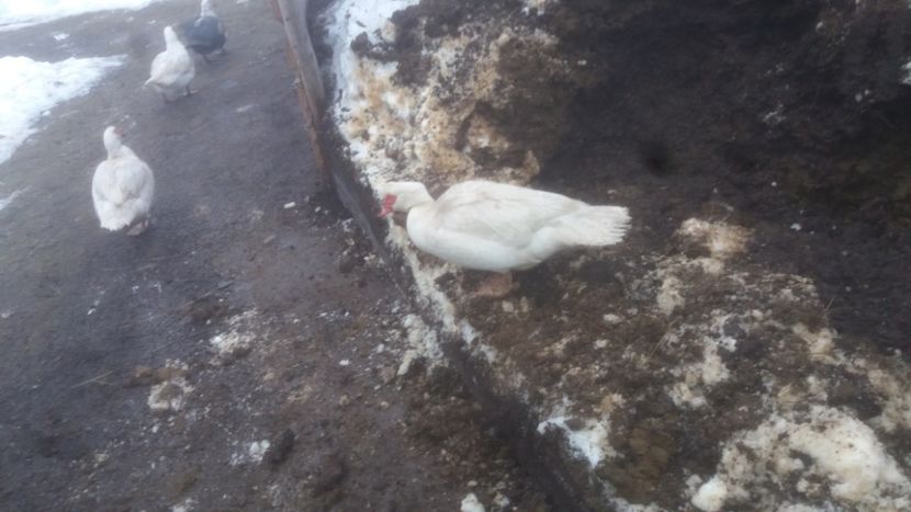  - 01 - Matca pentru 2018