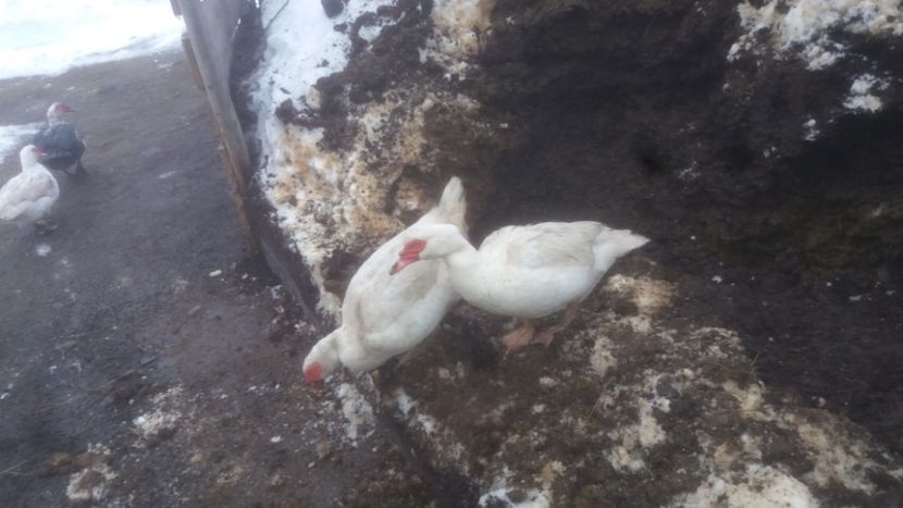  - 01 - Matca pentru 2018