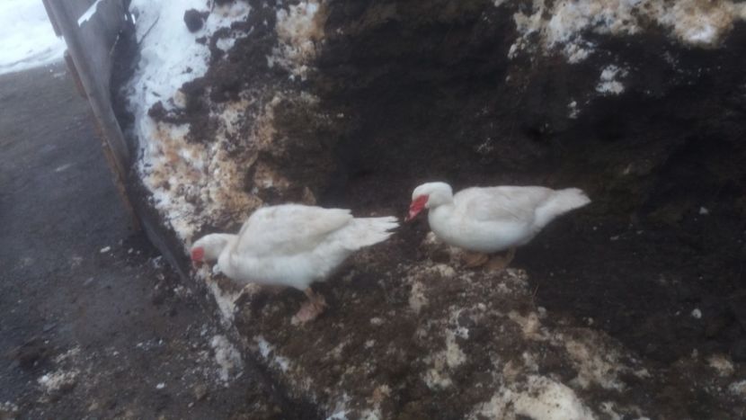  - 01 - Matca pentru 2018