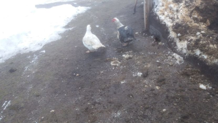  - 01 - Matca pentru 2018