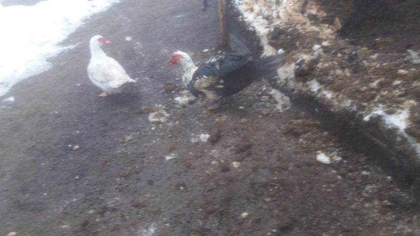  - 01 - Matca pentru 2018