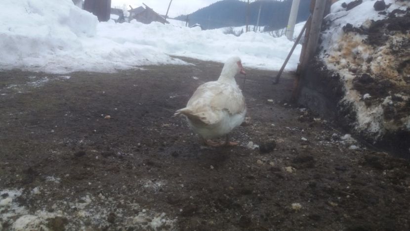  - 01 - Matca pentru 2018