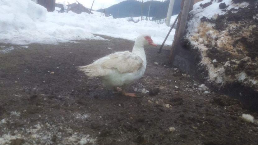  - 01 - Matca pentru 2018