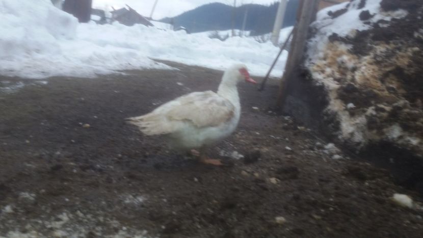  - 01 - Matca pentru 2018