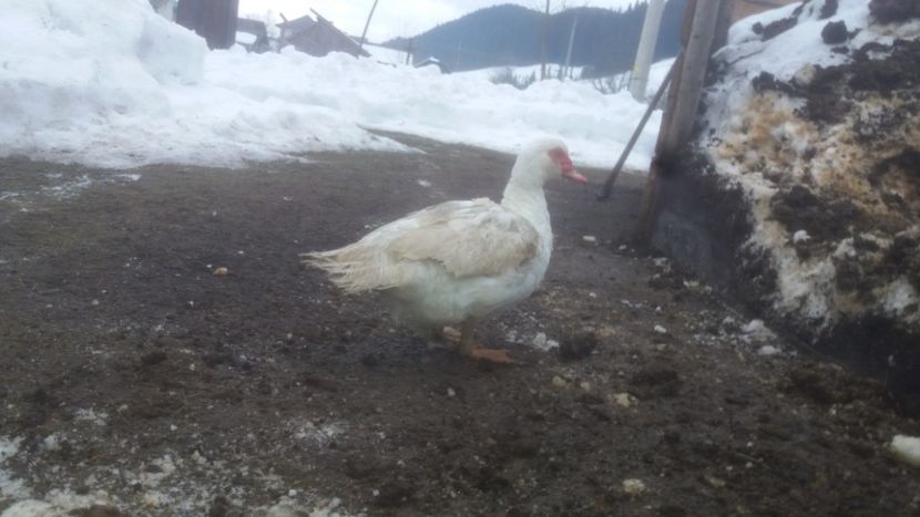  - 01 - Matca pentru 2018