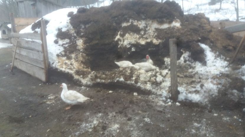  - 01 - Matca pentru 2018