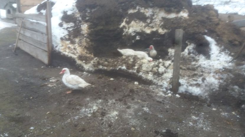  - 01 - Matca pentru 2018