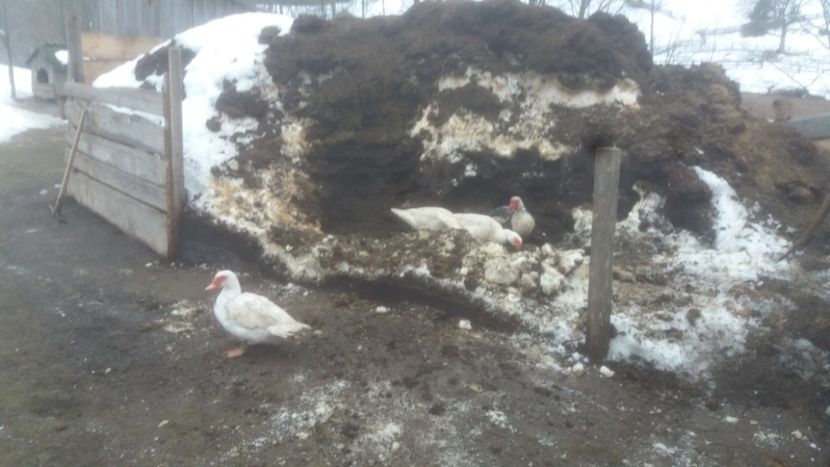  - 01 - Matca pentru 2018