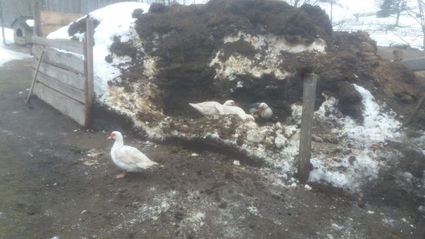  - 01 - Matca pentru 2018