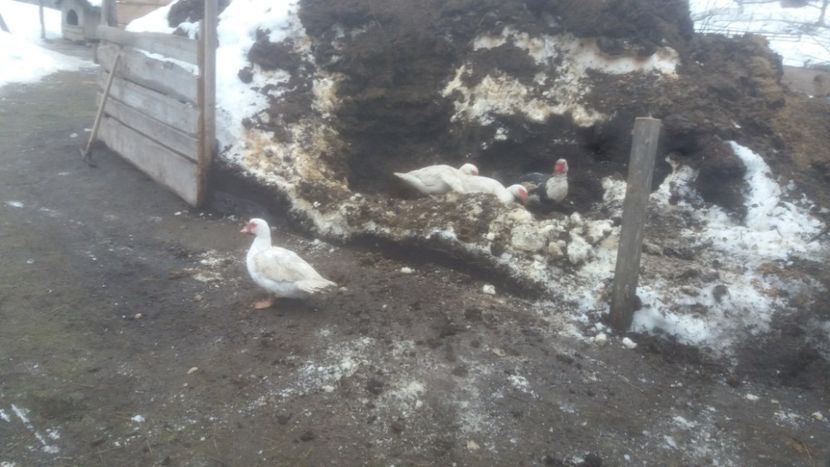  - 01 - Matca pentru 2018