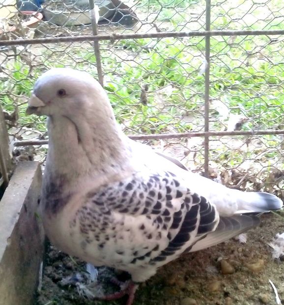  - 3 CIOCANITI AZUR-VANDUTI