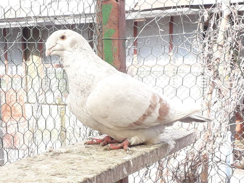 F 2014 - Voiajori Standard