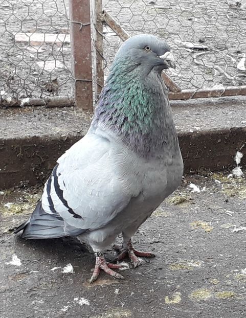 M 2016 - Voiajori Standard