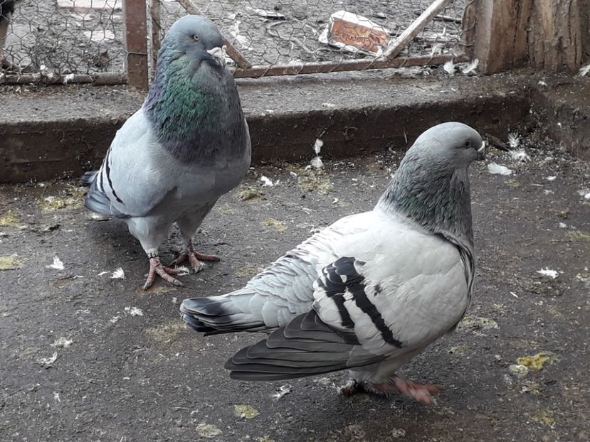 Pereche 2016 - Voiajori Standard