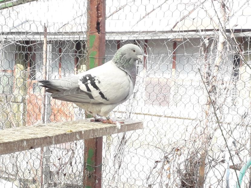 F 2016 - Voiajori Standard