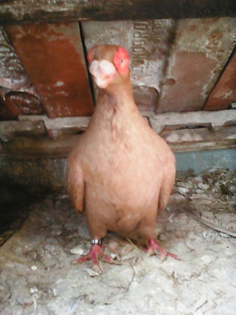  - B E R B E R I  ---    BARBS  PIGEONS