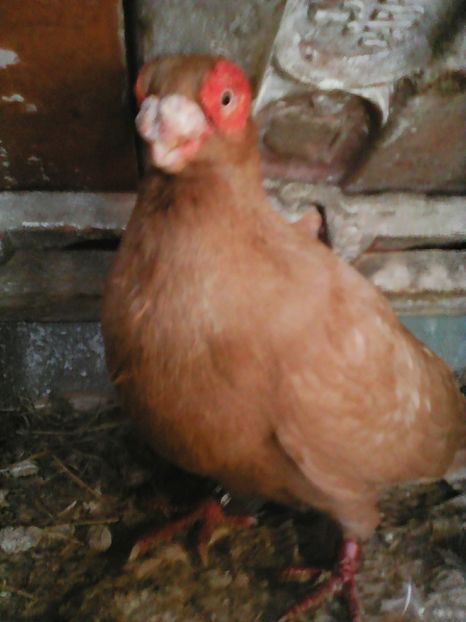  - B E R B E R I  ---    BARBS  PIGEONS