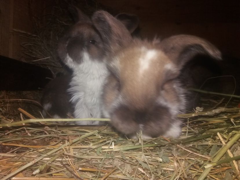 10.03.2018 - Cuib nr 1 din 15 02 2018