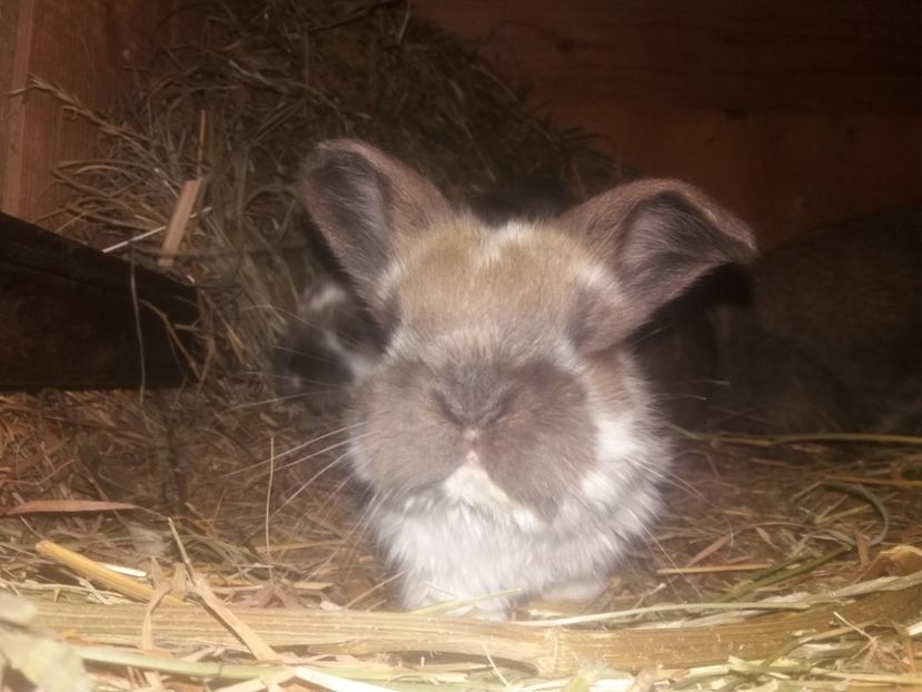 10.03.2018 - Cuib nr 1 din 15 02 2018