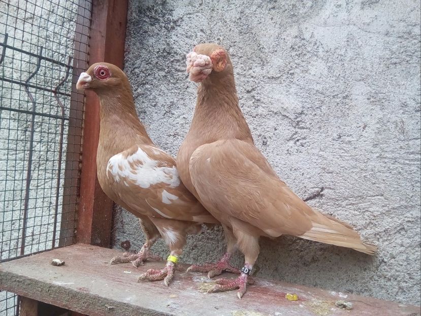 Perechea 1 - Carunculați 2018