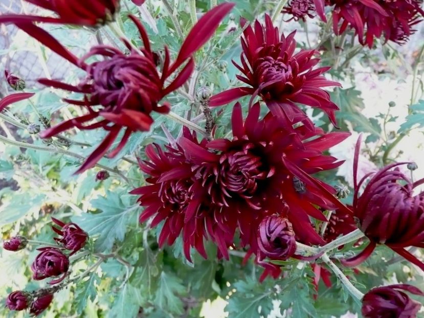  - Crizanteme - flori de dor