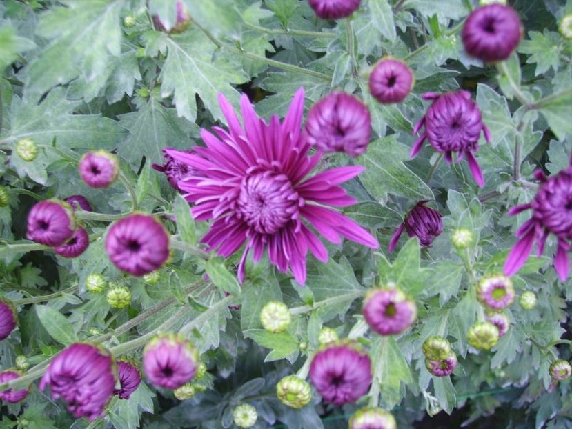  - Crizanteme - flori de dor