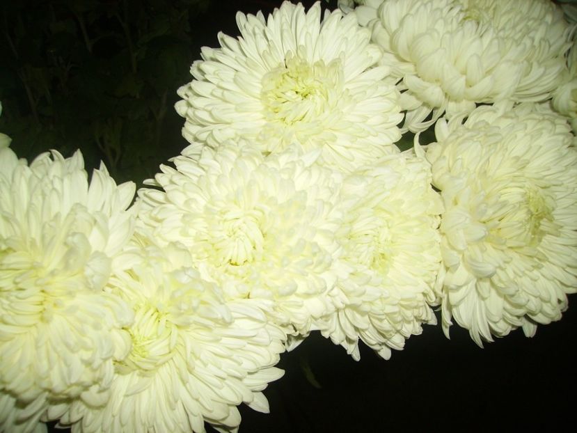  - Crizanteme - flori de dor