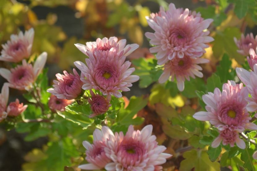  - Crizanteme - flori de dor