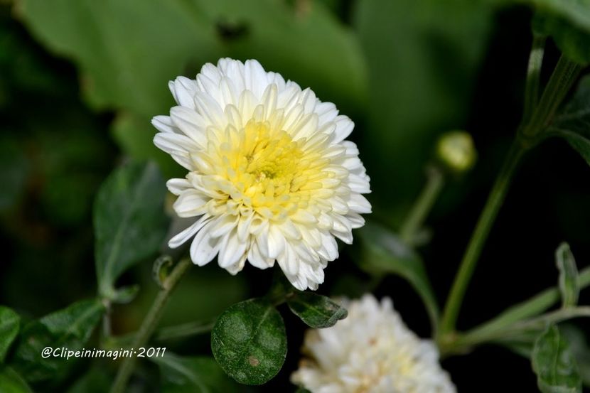  - Crizanteme - flori de dor