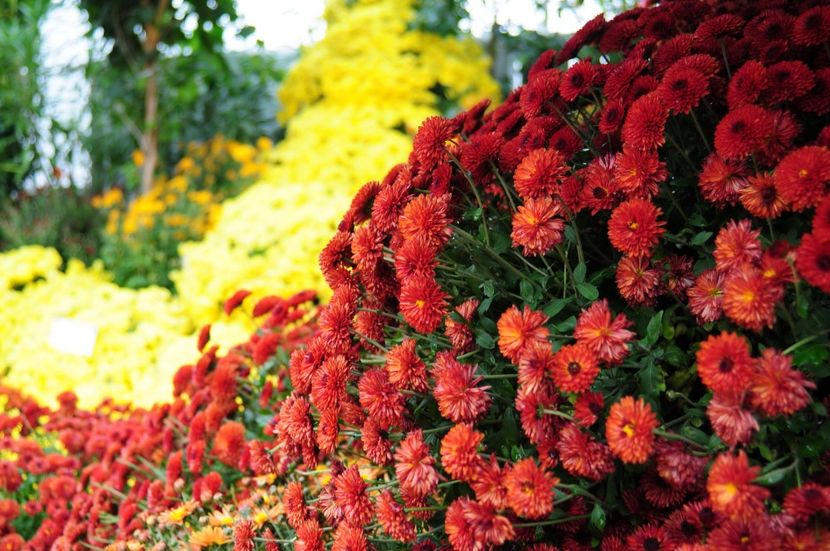  - Crizanteme - flori de dor