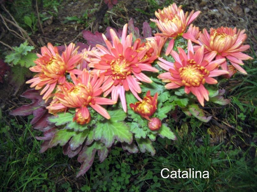  - Crizanteme - flori de dor